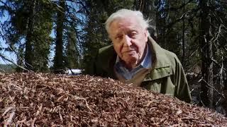 BBC - Attenborough and the Empire of the Ants (2017) 1080p