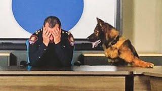 Proof your dog is part human! Funny Dog and Human Moments