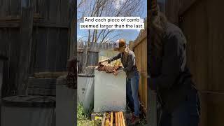 Wild Beehive in a Washing Machine (Short Version)