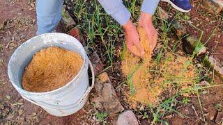 1 Ingredient, Endless Benefits! Boost and Save Your Plants with This Miracle Powder