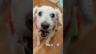 Day 6 Dog Treat Advent  (ASMR)  #shorts