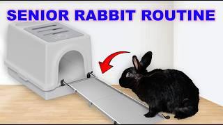 In Depth Senior Rabbit Care + Free Roam Bunny Daily Routine