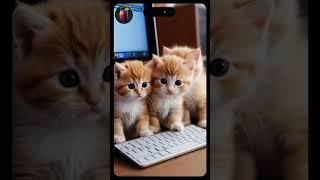 Cats love Apple computers more than you do! 