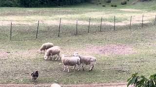 Sheep Mating