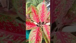 Aglaonema plant# Indoor plant