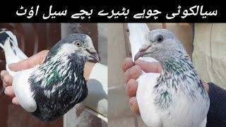 سیالکوٹی چوہے بٹیرے علی والے کالی م والے بچے سیل اؤٹ ویڈیو پوری دیکھنا