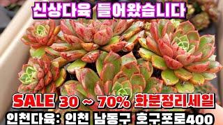 [인천다육]️주말 퍼주기 SALE 30~70%화분 50% 자리빼기 정리세일 인천 남동구 호구포로400 ️ 010-5316-7402