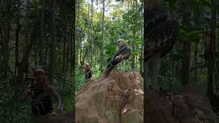 A man in the forest saw a huge eagle king. #wildwater #birds #wildwaters #animals #wildeagle