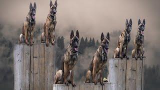 Belgian Malinois: The Insane Dog You Didn't Know About