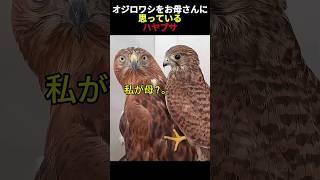イヌワシを母親だと思っているハヤブサ       #ハヤブサ #鳥類  #猛禽類  #動物 #かわいい