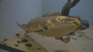 Methuselah the Australian Lungfish: 100 and Thriving | Cal Academy