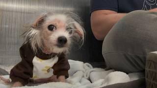 Watch the Moment this Neglected Dog is Reunited with Her Sister 