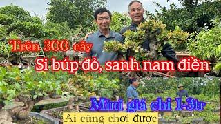 Tổng kho 300 cây mini Si búp đỏ, sanh nam điền hoàn thiện rất đẹp giá chỉ 1-3triệu: nga liên,nga sơn