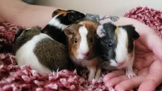 12 December 2022. Baby Guinea Pigs. :)  Another unexpected litter and lessons learned.