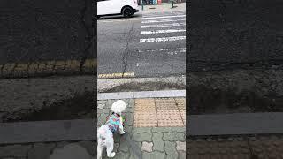 신호등 기다리는 강아지  #호야일상 #산책로그 #귀여운강아지