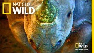 Rhinos Can Fly | Nat Geo Wild