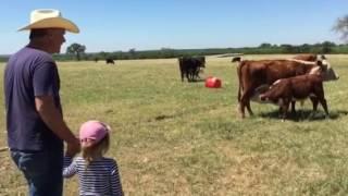 Katel and the cows Little Alsace in Texas