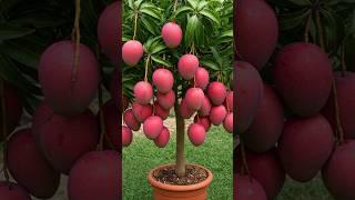 Mango Magic: A Step-by-Step Guide to Growing Your Own Tree