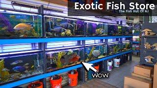 This Hidden Aquarium Store Has Some of the Finest Fish