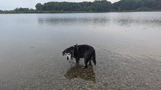 Fishing After Work! Shore Fishing An Old Quarry Using Soft plastics With My Old Pup!