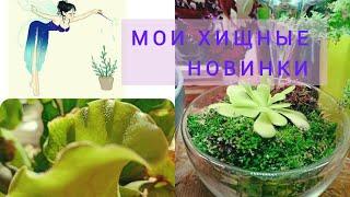 Мои новинки зимы, весны Часть 2. Хищные растения