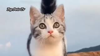 amazing cat Video | cute baby cat | top pets tv