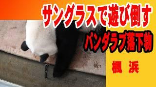 【お気に入り飼育員さんの一声で遊び止む】子パンダ楓浜がサングラスで遊び始めた 楓浜がモートに降りた瞬間見下ろした客