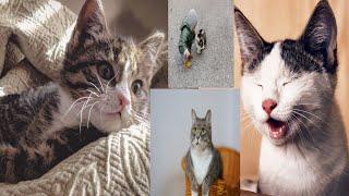 The Untold Secrets of Baby Cats: A Cute and Funny Compilation! CF Animals। pets and animals