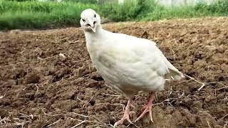 teetar voice | teetar awaz | white francolin teetar sound | female teetar ki awaz