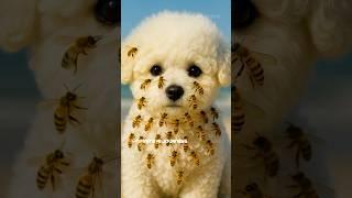 A cute Bichon Frisé  Puppy Was attacked by Bees | What Happened Next Will Melt Your Heart #ytshorts