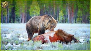 Most INCREDIBLE Attacks Of Bear Ever Recorded | Animal Fighting