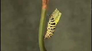 #Butterfly Caterpillar Pupating