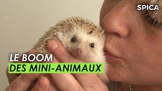 Le boom des mini-animaux de compagnie