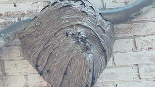 Bald face hornet nest vs shop vac, vacuum vs massive wasp nest.