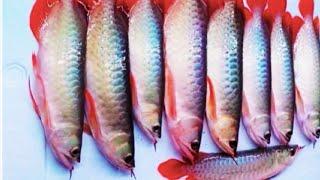 $75 Millions Arowana Business - Is it profitable?