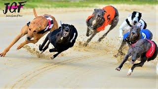 Greyhound racing - These dogs run 75 km/H!