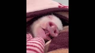 Cute baby pig, хрюша, маленький поросёнок, спит и зевает, новорожденный малыш