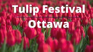 Tulip Festival || Ottawa || Canada