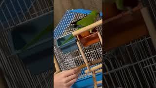 Изверги #cute #monah #leo #parrot #лео #монах #бриллиантоваярука