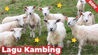 disruduk kambing #fyp #shorts Suara kambing,embek!? Kambing Lucu Embek Embek #hubaibfaris Suara