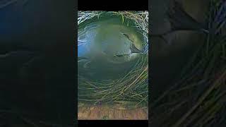 A Look Inside a Bluebird Nest     #bluebird #nestbox #nestboxcamera