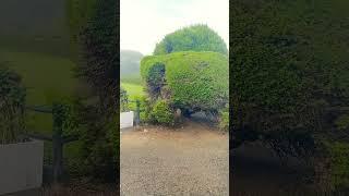 Landscaping with pruning Elephant