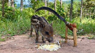 Creative boar Trap - Minute Experiment boar Trap Make From Traditional lawn mower #animals