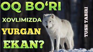 Tush tabiri: Xovlimizga oq bo‘ri kirib olibdi | Shayh Abdulloh Zufar Hafizahulloh | #бўри #оқ #ховли