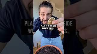 Grow Mangos at Home! creative explained