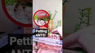 How to PET ANTS! #antkeeping #ants