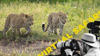 Leopards on the Hunt, Wild Dogs on the Move & a Roaring Lion – Virtual Safari #263