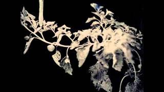 Jon Hassell  - Datura