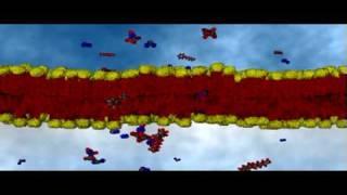 Cell Membrane Passive Transport | Cell Biology