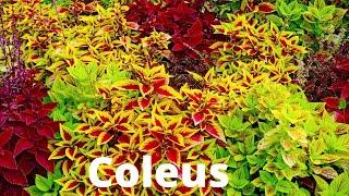 Coleus Plant Care| Coleus Propagation|